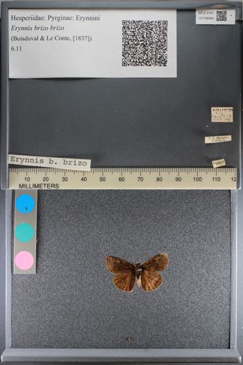 Media type: image;   Entomology 198994